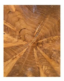 East At Main Misool 11in Live Edge Teak Riser Home -East at Main Sales Store 3050469370 RLLD 2